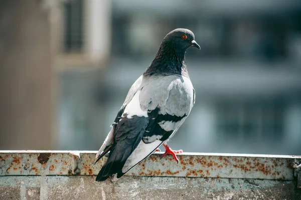 Stadttaube Sitzt Auf Einem Zaun Auf Der Straße — Stockfoto