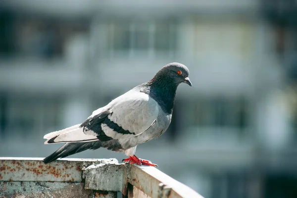 Pombo Cidade Senta Uma Cerca Rua — Fotografia de Stock