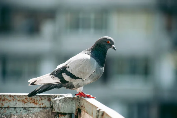 City Pigeon Sits Fence Street — Stock Photo, Image