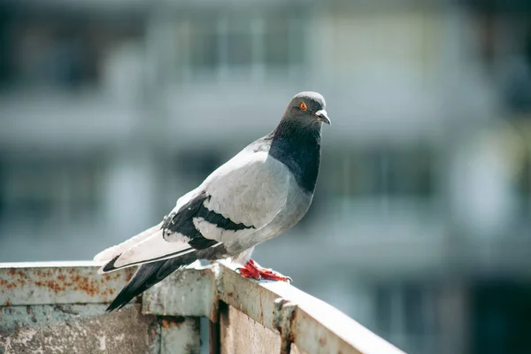 Stadttaube Sitzt Auf Einem Zaun Auf Der Straße — Stockfoto