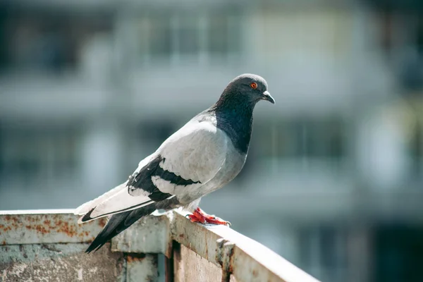 Pombo Cidade Senta Uma Cerca Rua — Fotografia de Stock