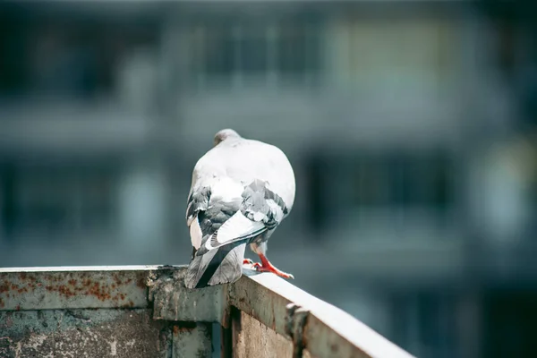 Staden Duva Sitter Ett Staket Gatan — Stockfoto