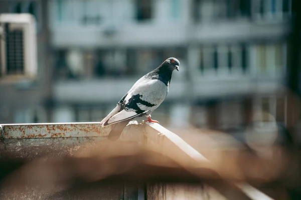 Pombo Cidade Senta Uma Cerca Rua — Fotografia de Stock