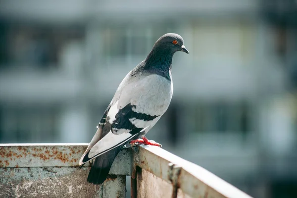 Stadttaube Sitzt Auf Einem Zaun Auf Der Straße — Stockfoto