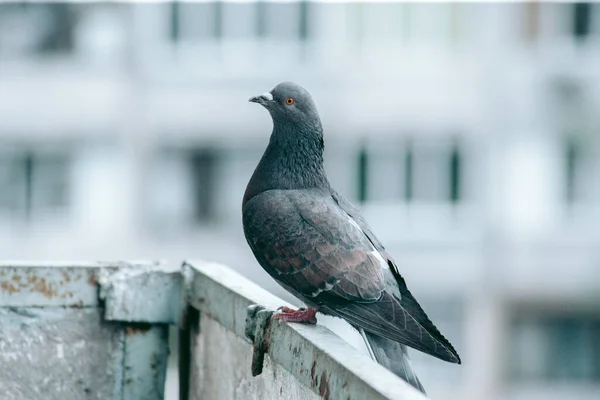 Stadttaube Sitzt Auf Einem Zaun Auf Der Straße — Stockfoto