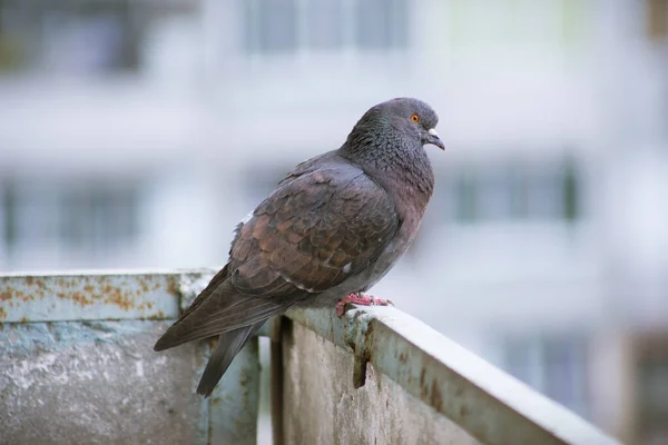 Pombo Cidade Senta Uma Cerca Rua — Fotografia de Stock