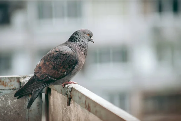 Pombo Cidade Senta Uma Cerca Rua — Fotografia de Stock