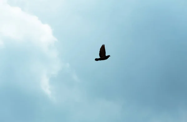 Pombo Cidade Senta Uma Cerca Rua — Fotografia de Stock