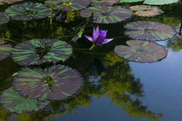 Uma Planta Água Com Uma Flor Roxa Lago Argentina — Fotografia de Stock