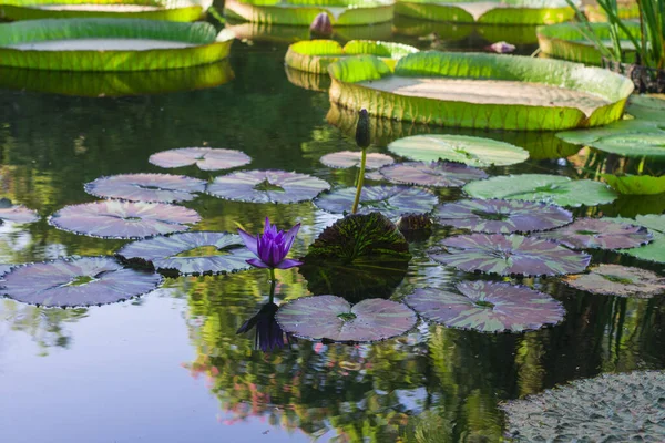 Uma Planta Água Com Uma Flor Roxa Lago Argentina — Fotografia de Stock