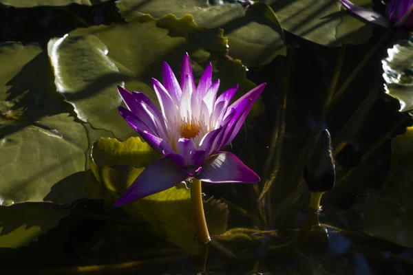 Uma Planta Água Com Uma Flor Roxa Lago Argentina — Fotografia de Stock