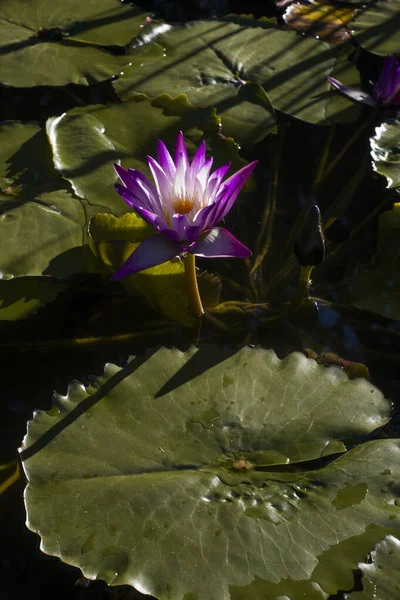 Рослина Пурпуровою Квіткою Озері Аргентині — стокове фото
