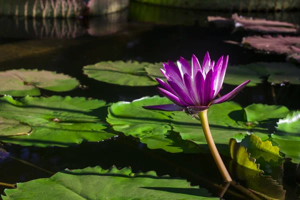 Some aquatic\'s plants with a purple flower in a lake in Argentina