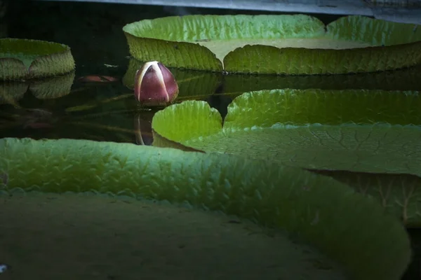 Una Planta Yrupe Con Una Flor Lago Buenos Aires — Foto de Stock