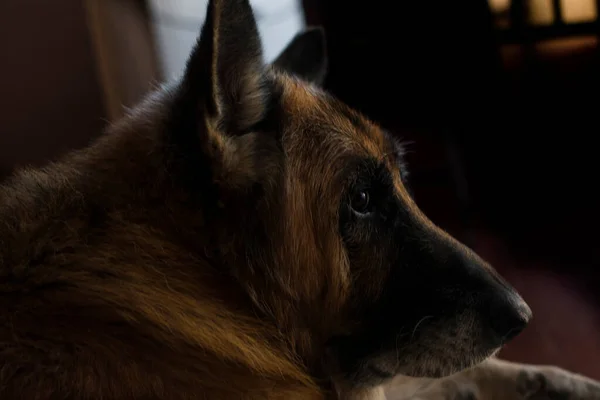 Kıdemli Alman çoban köpeği..