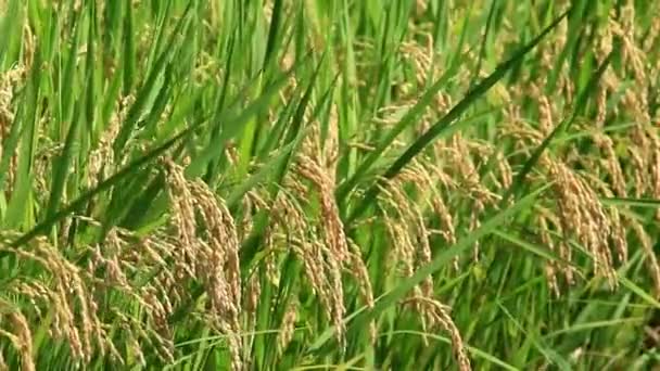usine de riz agitant dans le vent 