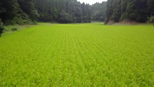 Tracking shot of green rice farm among the forest — Stock Video