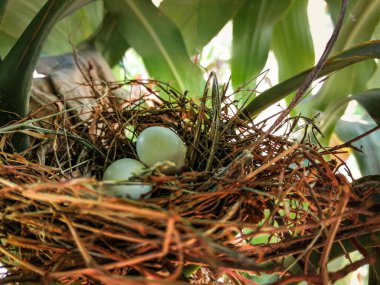 Doğadaki bir kuş yuvasında kuş yumurtalarını kapatıyoruz.