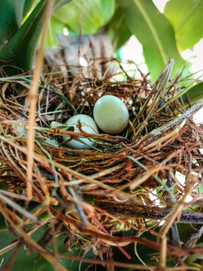 Doğadaki bir kuş yuvasında kuş yumurtalarını kapatıyoruz.