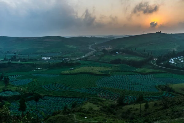 Potato fields during their green vegetative stage with sunset in the background in meghalaya