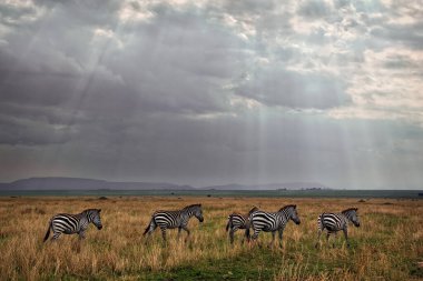 Afrika savanasında gün batımında zebralar. Serengeti Milli Parkı. Tanzanya 'da. Afrika 'nın vahşi doğası.