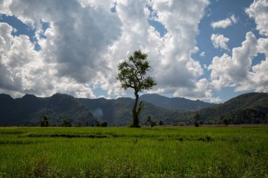 Yeşil yaz manzarası manzaralı duvar kağıdı. Güzel duvar kağıdı. Çimenli tepede yapayalnız bir ağaç ve bulutlu mavi gökyüzü. Yalnız ağaç ilkbaharı. Yeşil gezegen Dünya.