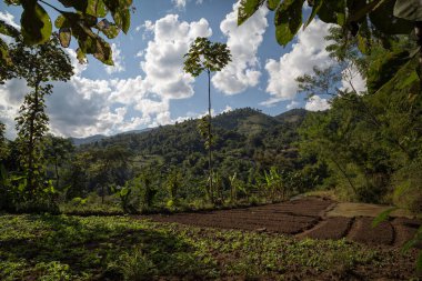 Yeşil yaz manzarası manzaralı duvar kağıdı. Güzel duvar kağıdı. Çimenli tepede yapayalnız bir ağaç ve bulutlu mavi gökyüzü. Yalnız ağaç ilkbaharı. Yeşil gezegen Dünya.