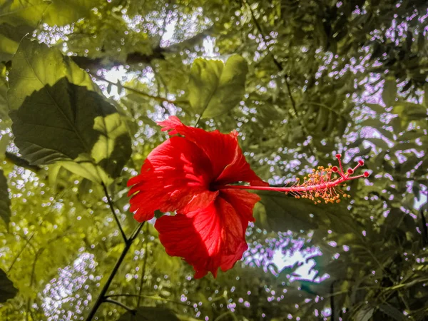 The Red hibiscus with pollen grains