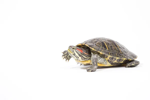 Schildkröte, isoliert auf weißem Hintergrund — Stockfoto