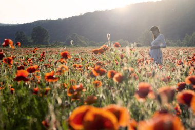  haşhaş sahada yürüyen hamile kadın