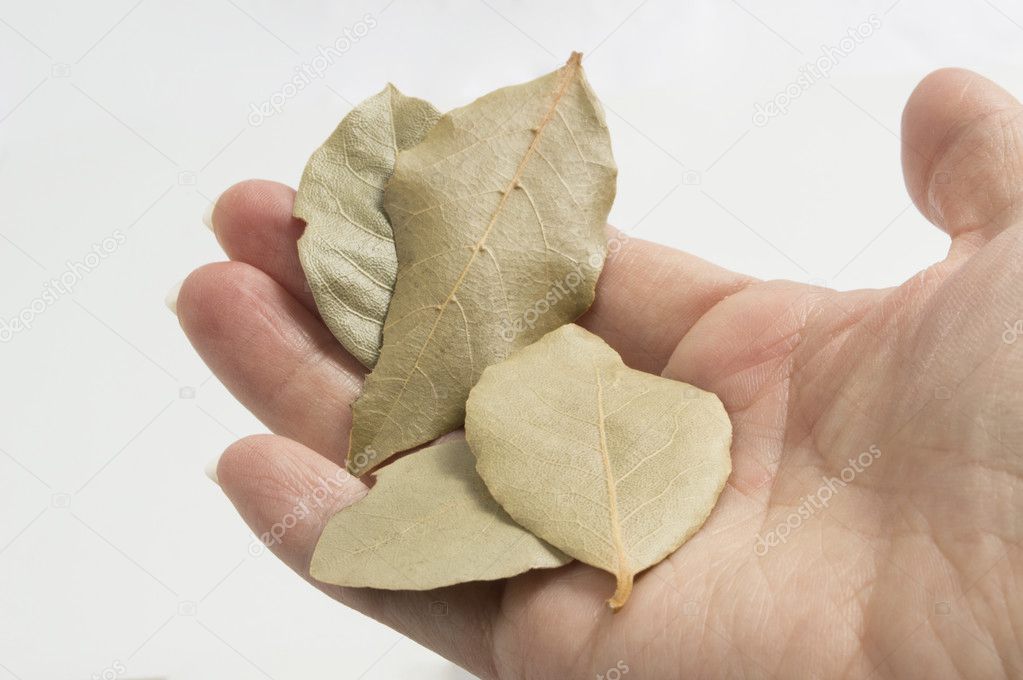Person Holding Bay Leaves In Hand