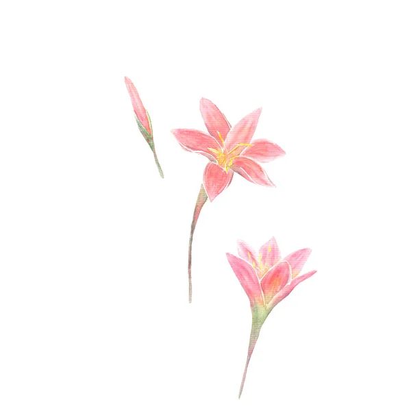 Rose Crocus Acquerello Floreale Illustrazione Isolato Sfondo Bianco — Foto Stock