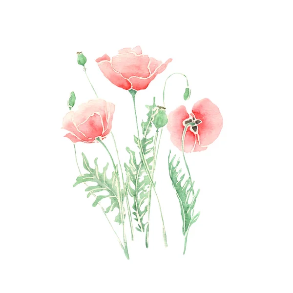 玫瑰波比松软水彩花花束 白色背景分离 — 图库照片