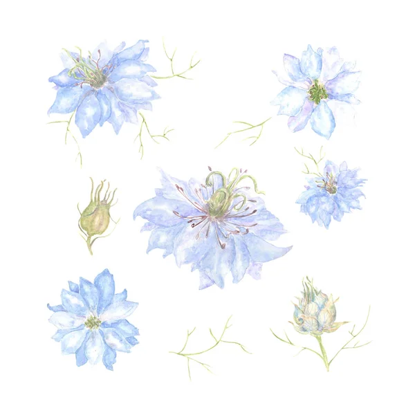 Σετ Λουλουδιών Nigella Ζωγραφισμένο Στο Χέρι Απομονωμένο Λευκό Φόντο Όμορφο — Φωτογραφία Αρχείου
