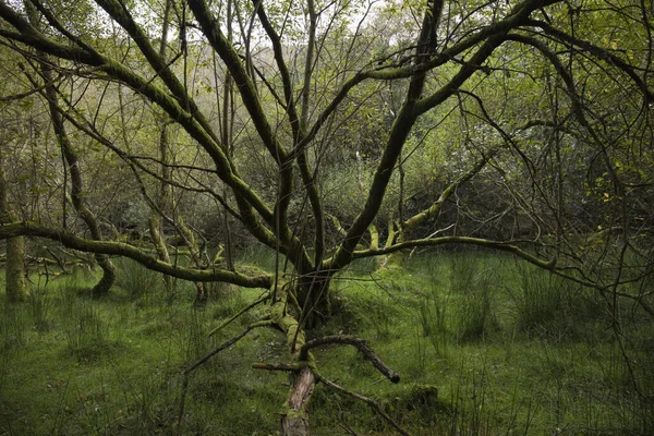 Promenez Vous Dans Une Forêt Verte Luxuriante Sombre Automne Dans — Photo