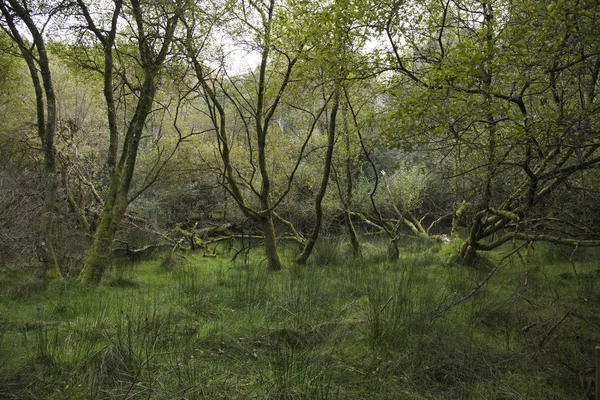 秋天在爱尔兰的一片绿树成荫的森林中漫步 — 图库照片