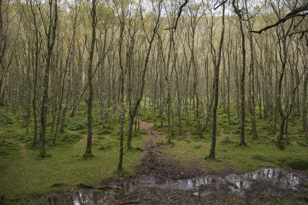 Wandelen Door Een Groen Weelderig Donker Bos Het Najaar Ierland — Stockfoto