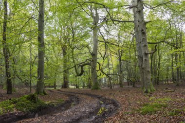 Bir orman manzarası, yapraklı ve yeşil ağaçlar, mavi gökyüzü, ince, uzun ve dikey gövdeler, bol yeşil bitki örtüsü