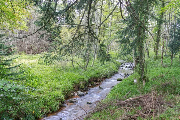 Paisagem Córrego Que Atravessa Uma Floresta Densa Com Vegetação Abundante — Fotografia de Stock