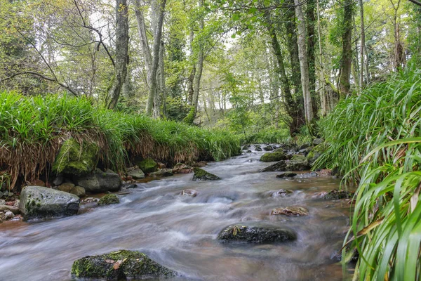 一条流过茂密的森林 植物繁茂的小河的风景 — 图库照片