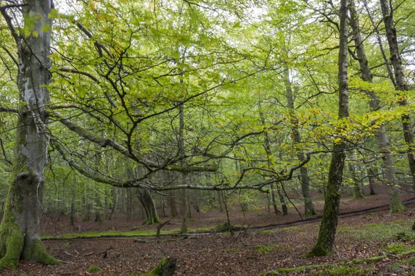 Landschap Van Een Bos Groene Groene Bomen Blauwe Lucht Dunne — Stockfoto