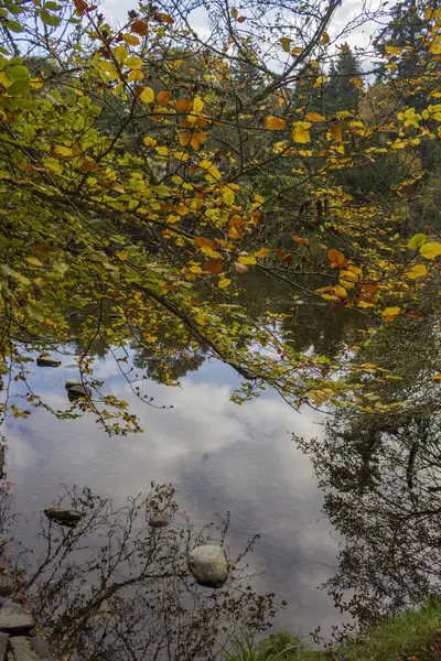 Reflectie Van Vegetatie Meerwater — Stockfoto