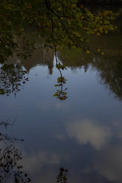 Відображення Рослинності Воді Озера — стокове фото