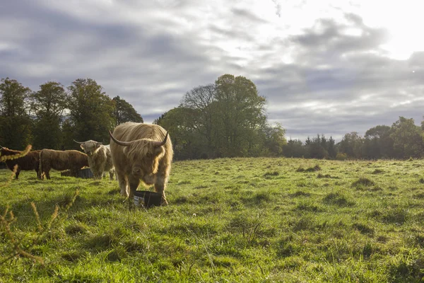 苏格兰奶牛 长着刘海和长发 在阴冷的秋日里 它们在山谷里吃着青草 还有一些树 — 图库照片