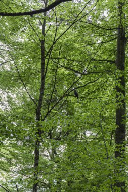 Almanya 'da yeşil bir ormanda ağaç dalına tünemiş siyah karga.