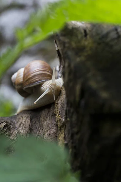 Primo Piano Una Chiocciola Con Granata Marrone Registro Foglie Verdi — Foto Stock