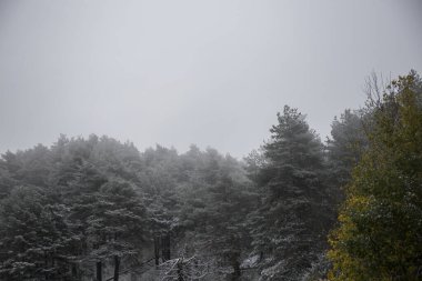 Kışın karlı bir çam ormanının manzarası