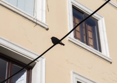 Kabloya konmuş bir kuşun arka ışığı, binanın arka plan pencereleri