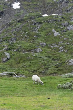 Norveç 'te yaz boyunca dağlarda yeşil bir çayırda yünlü beyaz koyunlar otluyor.