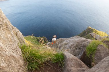 Martı, Norveç 'in güneyindeki bir uçurumun tepesinde tünemiş, siyah beyaz tüylü, turuncu gagalı ve eğimli gözlü bir kuştur.